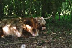 Schotse hooglanders