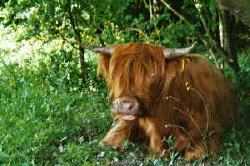 Schotse hooglanders